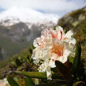 Bijelac rododendron: opis, sadnju i njegu