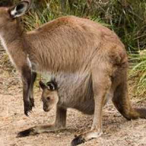Klokan, koale i vombat - nevjerojatna Australski tobolčar životinje
