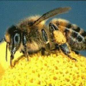 Kada je dan pčelara?
