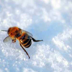 Kad sam stavio pčela iz zimovnika? Izložba Datumi pčela iz zimovnika proljeće