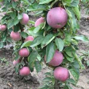 Stupolika sorte jabuka su zanimljivi za vrtlare