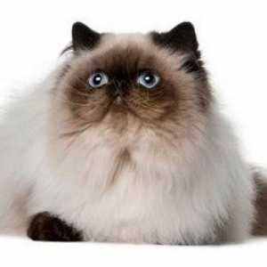 Boja točke Perzijski - slatka i najpametnija pasmina mačaka