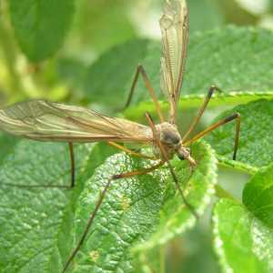 Crane letjeti - hranjenje sigurno insekata na nektar
