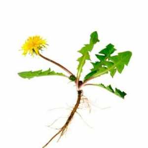 Maslačak korijen: korisna svojstva biljaka