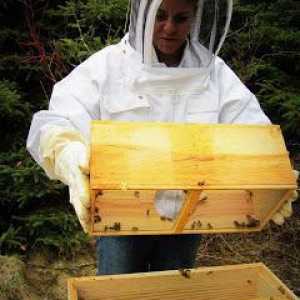Hranilice za pčele sa svojim rukama (foto)