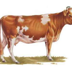 Krava Ayrshire pasmina - najbolji izbor za održivu proizvodnju mlijeka