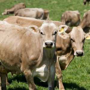 Schwyz pasmina krava: značajkama, cijenama recenzije