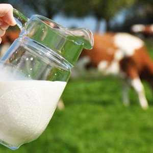 Kravlje mlijeko: sastav i svojstva. Sastav kravljeg mlijeka - stol