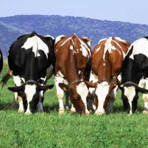 Mliječne krave: posebno uzgoj. Proizvodnja kravlje mlijeko: stijena