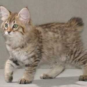Kurilski podšišan rep mačka: karakter, osobine pasmine, izvana, fotografije