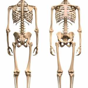 Ljudske kosti donjeg ekstremiteta. Zglobovi donjih ekstremiteta od jedne osobe