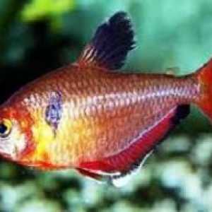 Crvena tetra ribe ili minor-: obilježja sadržaja u akvariju