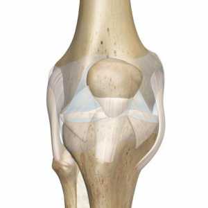 Ukrižene sveze koljena: trauma, liječenje, rehabilitacija