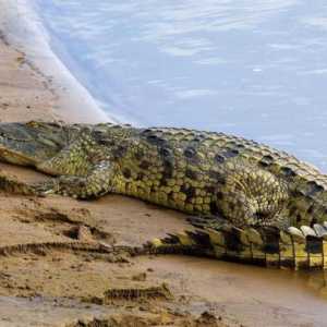 Krokodil Gustav - Burundi noćna mora