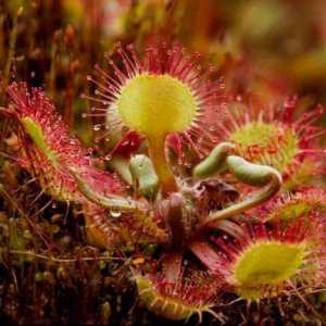 Rotundifolia muholovka: opis, korištenje, korisna svojstva, reprodukcija