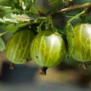 Gooseberries: sadnja u proljeće i jesen, briga