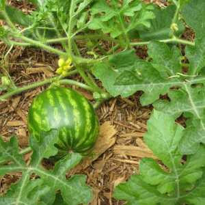 Tko rastu lubenice: struke. Tehnologija uzgoja lubenice