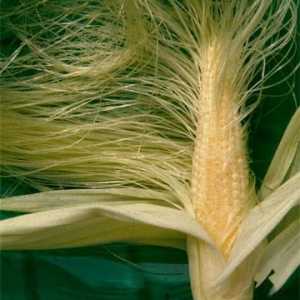 Kukuruz svila: korisna svojstva i kontraindikacije