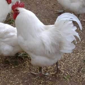 Plymouth rock kokoši: opći pregled i opis