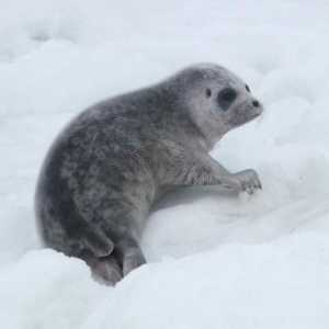 Ladoga pečat (zaokružen Seal): opis, stanište
