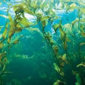 Kelp: korisna svojstva i kontraindikacije
