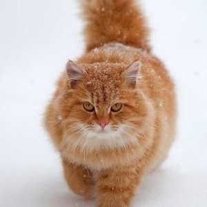 Nježan i ljute crvene mačke: što san? Što predviđanje?