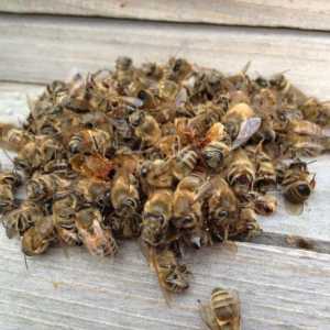 Liječenje pčelinjim Podmore: Recepti i opseg
