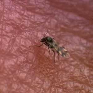 Liječenje ugriza mušica u prirodi iu kući