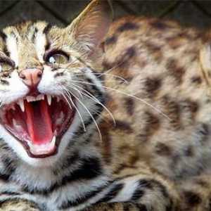 Leopard Mačka - mali grabežljivac