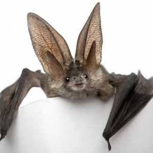 Bat: vampir ili ne?