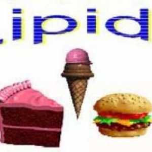 Lipidi - što je to? Lipidi: funkcija, karakteristike