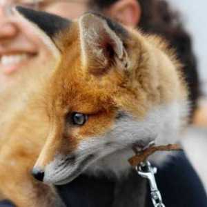 Fox dom: mogućnosti i uvjeti pritvora. Ponašanje lisica kao kućni ljubimci