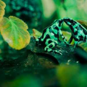 Žaba pikado žabe - Opasna ljepota