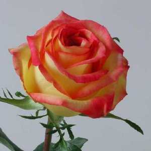 Miljenik mnogih vrtlara - Ruža „ambijent”