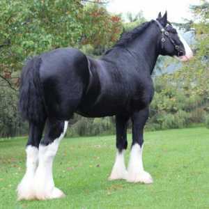 Shire konja: opis i karakteristike. konj pasmina