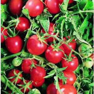 Najbolje sjeme rajčice za polikarbonata staklenicima