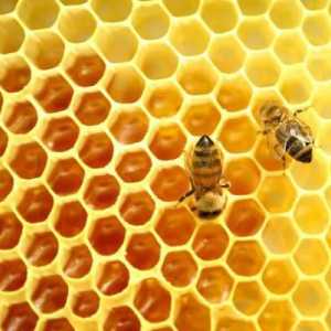 Med od divljih pčela: ljekovitih svojstava, indikacije za uporabu