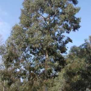 Eukaliptus med. Glavna obilježja i svojstva