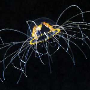 Gonionemus vertens: opis, fotografije. Što učiniti ako ugrizla meduza-Araneus?