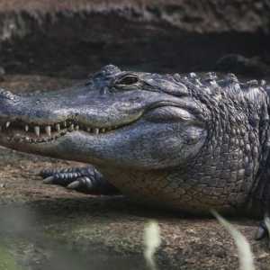 Mississippi aligator: staništa, prehrana, fotografije