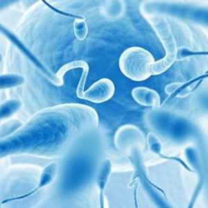Morfologija sperme: nezakonitosti i unapređenje