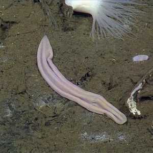 Morski životinja ljubičasta čarapa