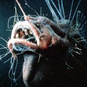 Monkfish - stanovnik najmračnijih dubina