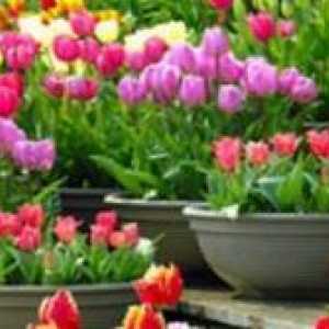 Je li moguće posaditi tulipane u proljeće? Sadnja proljeća tulipana u zemlju