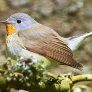 Flycatcher - ptica mala i lijepa