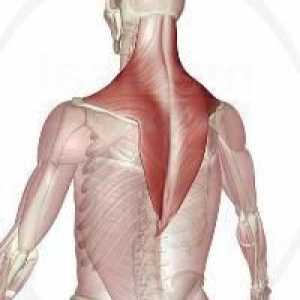 Trapezni mišić: struktura i funkcija