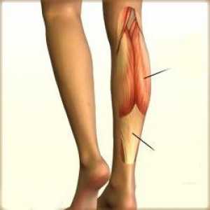 Tele mišiće, njihov položaj, funkcija i struktura. Prednje i stražnje mišiće nogu grupe