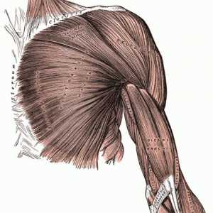 Mišići gornjih ekstremiteta čovjeka: Struktura i funkcija