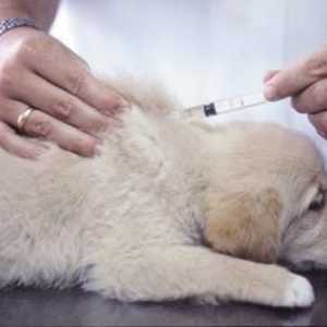 Neophodna postupak - cijepljenje: u kojoj dobi su cijepljeni štenci?