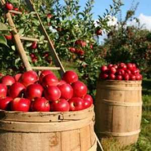 Potrebna gnojivo za jabuke jesen